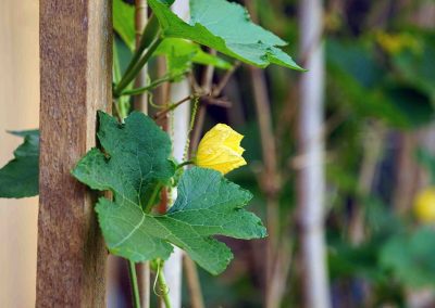 plant with yellow flower growing up a wooden post